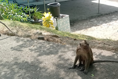 Mitos Tentang Monyet, Ini Dia 3 Tanda saat Rumahmu Dimasuki Monyet